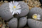 Lithops marmorata - paket sadrzi 20 semenki