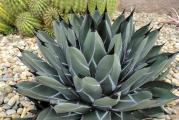 Agave ferdinandi-regis -paket sadrzi 10 semenki