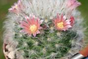 Mammillaria bocasana - paket sadrzi 10 semenki