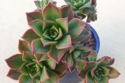 Aeonium haworthii - paket sadrzi 20 semenki