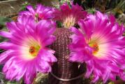 Echinocereus rigidissimus v rubrispinus - paket sadrzi 20 semenki