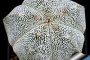 Astrophytum myriostigma cv. Onzuka - paket sadrzi 5 semenki