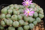 Conophytum minutum- paket sadrzi 20 semenki