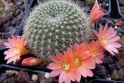 Rebutia xanthocarpa v. salmonea - paket sadrzi 10 semenki