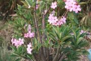 Adenium arabicum /PNW/ - paket sadrzi 5 semenki