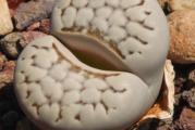 Lithops julii chrysocephala /C205/ - paket sadrži 20 semenki