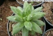 Pachyphytum compactum - paket sadrzi 20 semenki