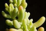 Sedum allantoides - paket sadrži 20 semenki