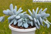 Pachyphytum cuicatecanum - paket sadrži 20 semenki