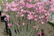 Adenium arabicum /Yemen/ - paket sadrzi 5 semenki