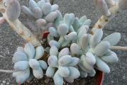 Pachyphytum caesium - paket sadrzi 20 semenki