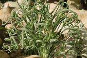 Albuca namaquensis paket sadrzi 5 semenki 