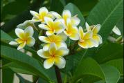 Plumeria (Frangipani) je tropska biljka prelepih cvetova a po cemu je popularna je da se od nje prave oni havajski venci koje mozete videti u filmovima. 

Raste kao drvo ili grm, prilicno je laka za setvu i odrzavanje a moze se saditi bilo kad u toku godine sve dok ima uslove za to. Najcesce boje su kombinacije bele, zute i roze a moze imati i neke redje i neobicnije boje. 

SADNJA: 
======= 
Potopite seme u vodu sobne temperature na 1-2 sata (mada meni fino klijaju i bez toga) i samo ih zabodite u zeljeni supstrat sa debljim delom zabodenim u zemlju a tanjim (krilo) van zemlje. Odrzavajte vlagu (prekrijte saksiju najlonom) ali provetravajte svaki dan na po 15-20 minuta. Kroz 3-10 dana seme ce isklijati. 

ODRZAVANJE: 
Leti plumeria moze podneti dosta vode ali zimi nikako ne sme da se zaliva previse - tek kada je zemlja potpuno suva. Drzite na sto svetlijem mestu. 

NAPOMENA: 
Seme ne kupujem od preprodavaca sa aliexpress-a, ebaya i slicno koji drze po magacinima i po godinu dana vec direktno od uzgajivaca. Seme je sveze i ono koje ne prodam u normalnom roku ja licno sadim. Na slikama mozete videti da je seme kupljeno u rinfuzi kao i moje mesec dana stare klijance. 