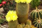 Parodia leninghausii (Eriocactus leninghausii) - paket sadrzi 10 semenki