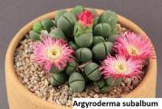 Argyroderma subalbum - paket sadrzi 20 semenki