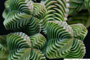 Crassula columnaris- paket sadrzi 20 semenki