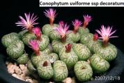 Conophytum uviforme ssp decoratum - paket sadrži 10 semenki