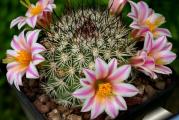 Mammillaria blossfeldiana - paket sadrzi 10 semenki