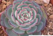 Echeveria sp El Encino - paket sadrzi 20 semenki