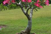 Adenium arabicum (pustinjska ruza) je sukulentna biljka prelepih cvetova i prilicno laka za odrzavanje. Ako se gaji iz semena vec posle godinu dana moze cvetati. Za razliku od adenium obesuma arabicum ima mnogo lepsi korenov sistem i stablo ali su cvetovi uglavnom pink varijanta.   

Semenke uvozim direktno od uzgajivaca koji se bave uzgojem samo adeniuma sto znaci da su semenke sveze. Ne kupujem sa aliexpress i ebay gde razni preprodavci cuvaju po nekoliko meseci/godina semena po magacinima. Klijavost bi trebala biti preko 80% u naredna 2-3 meseca. 

CENE: 
5 semenki - 200 din
10 semenki - 370 din
20 semenki - 700 din


SADNJA:   
1. Seme natopite 1-2 sata u mlakoj vodi (brze ce proklijati)  
2. Pripremite supstrat (zemlju) koji moze biti bilo sta ali sa jako dobrom drenazom. Kokosov treset je najbolja kombinacija. Debljina od 3-5cm je sasvim dovoljna. Plasticna saksija ili casa sa rupama ce biti sasvim dovoljno za pocetak.   
3. Seme samo vodoravno polozite na zemlju i prekrijete vrlo tankim slojem zemlje.   
4. Poklopite saksiju najlonom radi vece vlaznosti vazduha i drzite na osvetljenom mestubez direktnog sunca. Idealna temperatura je od 25 do 35 stepeni.   
5. Odrzavajte vlaznost i zalivajte po potrebi, ako je jako toplo i supstrat se brzo susi onda cak i jednom dnevno.   
6. Kada proklija (3 do 7 dana) sklonite najlon i zalivajte kada se supstrat prosusi.   
7. Mlade biljke do 2-3 meseca samo lagano privikavati na direktno sunce (ujutru i predvece) ali ne predugo. Starije biljke mogu biti konstantno na direktnom suncu i tada ce i vise cvetati.