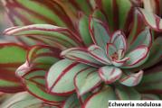 Echeveria nodulosa Nicolas Bravo - paket sadrzi 20 semenki