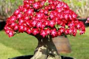 Adenium obesum (Pustinjska Ruza; Desert Rose) je sukulentna biljka sa prelepim cvetovima. Kao sobna biljka vrlo je laka za sadnju i odrzavanje.

NAPOMENA: Ko odabere licno preuzimanje moze se i uveriti da imam oko 1000 sadnica adeniuma raznoraznih vrsta.

O SEMENU:
=========
Seme je sveze obrano i uvoz direktno od uzgajivaca (Tajland) pa je zato i jeftinije jer ne ide preko preprodavaca sa ebay/aliexpress koji cuvaju seme i po godinu dana po magacinima. Semenke koje ne prodam u roku od 3 meseca ja licno sadim kako bi kupci dobili samo sveze semenke cija je klijavost i preko 80%.

Sta je ustvari "MIX":
====================
Mix seme je uglavnom standardne ROZE BOJE uz mogucnost da tu budu razne varijacije crvene i bele boje. Nemojte "nasedati" na to da mislite da je mix stvarno mesane boje kao sto mnogi prodavci kazu a onda kada posle godinu dve pocnu da cvetaju budete razocarani jer vam je vecina biljaka pink. Nijedan uzgajivac nece seme najlepsih biljaka staviti u tamo "neki mix" vec ce spakovati i skuplje prodati.

Ako zelite raznorazne boje i sansu da stvarno dobijete izuzetne adenijum primerke pogledajte moje skuplja semena gde se zna i koja je majka biljka.

SADNJA:
=======
Moze se saditi tokom cele godine ukoliko obezbedite dobre uslove. Seme prvo natopite u mlakoj vodi 1-2 sata a zatim polozite horizontalno i samo prekrijte TANKIM slojem zemlje (2-3mm sasvim dovoljno) i zalijte obilno. Saksiju prekrijte najlonom radi vlaznosti i provetrite jednom dnevno na 15-20 minuta dok seme ne proklija. Drzite na sto svetlijem mestu ali izbegavajte direktno sunce. Klija za 3-7 dana.

ODRZAVANJE:
==========
Starije biljke obozavaju direktno sunce i toplotu 20-35 stepena. Kada su temperature ispod 10 stepeni moraju se unositi u kucu. Iako su sukulentne biljke vole cesto i obilno zalivanje, posebno preko leta. Medjutim zemlja mora biti JAKO rastresita, prozracna i sa odlicnom drenazom kako bi koren mogao da dise (nikako da pliva u vodi jer ce koren istrule