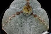 Astrophytum myriostigma tricostatum - paket sadrzi 10 semenki 