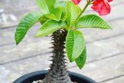 Pachypodium baronii - paket sadrzi 5 semenki