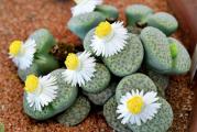 Lithops fulviceps Aurea C363 - paket sadrzi 20 semenki