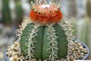 Melocactus mix - paket sadrzi 10 semenki