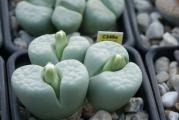 Lithops julii /Peppermint creme/ - paket sadrži 10 semenki