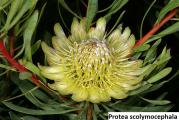 Protea scolymocephala - paket sadrži 5 semenki