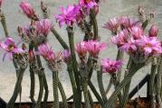 Echinocereus poselgeri - paket sadrzi 10 semenki