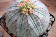 Euphorbia obesa - paket sadrzi 5 semenki
