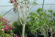 Adenium somalense - paket sadrzi 5 semenki