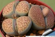 Lithops verruculosa /Inae C157/ - paket sadrži 20 semenki