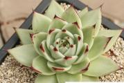 Echeveria agavoides v Maria - paket sadrzi 20 semenki