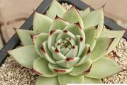 Echeveria agavoides v Maria - paket sadrzi 20 semenki