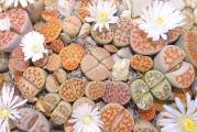 Lithops mix - paket sadrzi 50 semenki