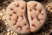 Lithops karasmontana - paket sadrzi 20 semenki