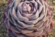 Echeveria hyalina - paket sadrži 20 semenki