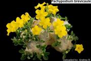 Pachypodium brevicaule - paket sadrzi 5 semenki