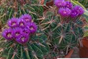 Ferocactus latispinus - paket sadrzi 10 semenki