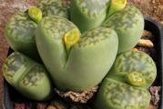 Lithops bromfieldii v insularis var Sulphurea C362 - paket sadrzi 20 semenki