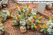 Conophytum angelicae ssp tetragonum - paket sadrzi 10 semenki