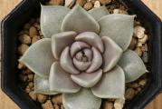 Echeveria tobarensis - paket sadrži 20 semenki