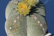 Astrophytum myriostigma quadricostatum - paket sadrzi 10 semenki