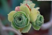 Aeonium balsamiferum - paket od 20 semenki
Seme je jako sitno!