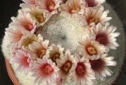 Mammilloydia candida (Mammillaria candida v. Rosea) - paket sadrzi 10  semenki
