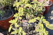 Žalfija je jedna od najstarijih lekovitih biljaka. Ona je višegodišnja biljka koja raste do 60ak cm. Toleriše hlad ali najviše joj odgovara direktno sunce. 